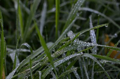 Close-up of wet plants during rainy season