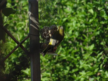 Bird perching on a tree