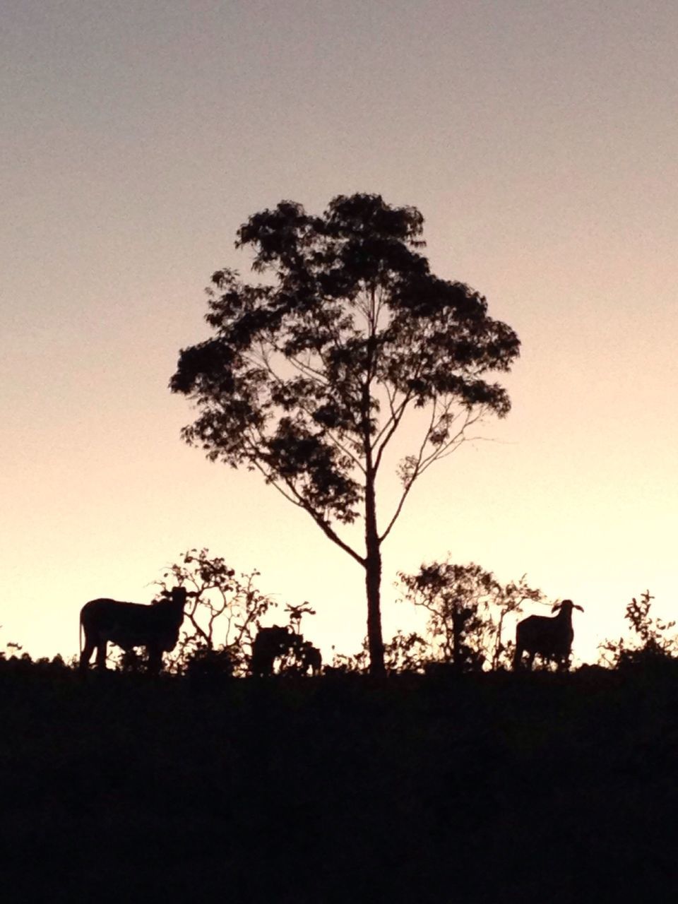 tree, silhouette, animal themes, domestic animals, mammal, sunset, horse, field, landscape, tranquility, clear sky, copy space, nature, one animal, tranquil scene, sky, beauty in nature, livestock, scenics, growth