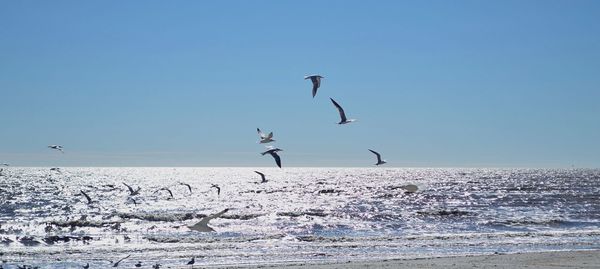 Seagulls flying over sea against sky