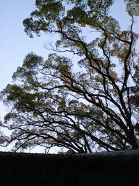 Low angle view of trees against sky