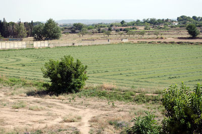 Scenic view of agricultural field against clear sky