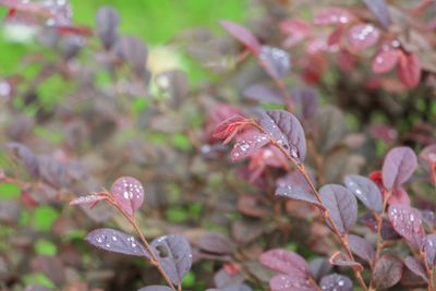 Close-up of raindrops on flower blooming outdoors