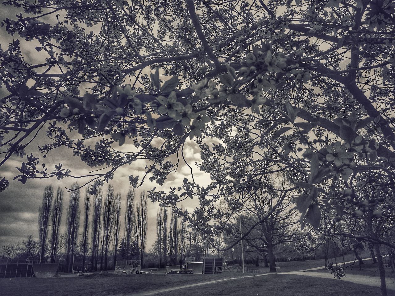 STREET AGAINST TREES