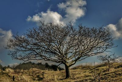 Bare trees on field against cloudy sky