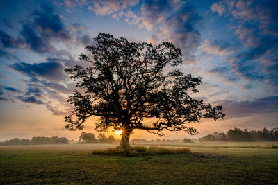 Magnificent oak