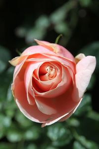 Close-up of rose against blurred background