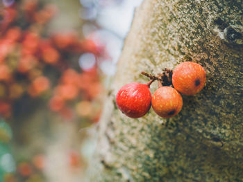 Close-up of fresh fruits on tree