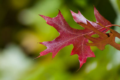 Close-up of maple leaf during autumn