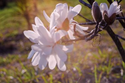 Close-up of flowers blooming on tree