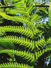 Close-up of fern leaves