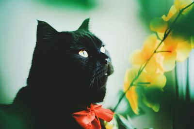 Close-up of black cat looking up