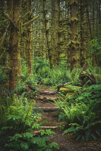 Trees growing in forest