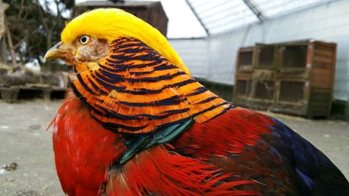 Close-up of golden pheasant on field