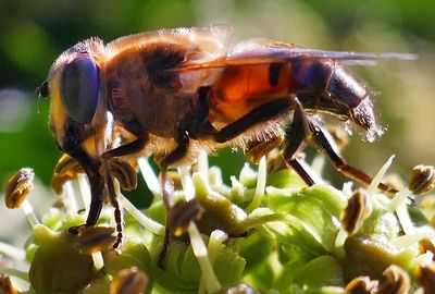 Close-up of bee on flower