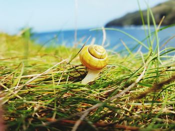 Close-up of snail on grass