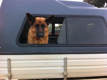 Portrait of dog in car