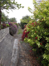 View of flowering plants against clear sky