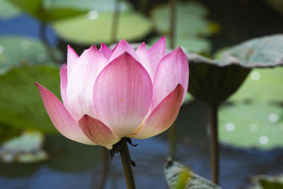 Close-up of pink water lily in lake