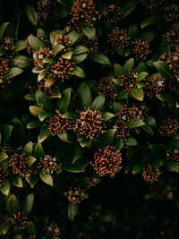 Verdant green leaves background