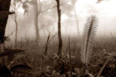 Close-up of plant against white background