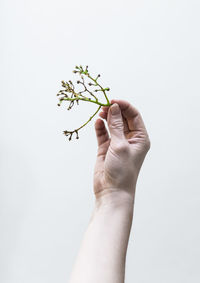 Cropped hand holding plant against white background