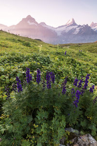 Purple flowering plants on field against mountains