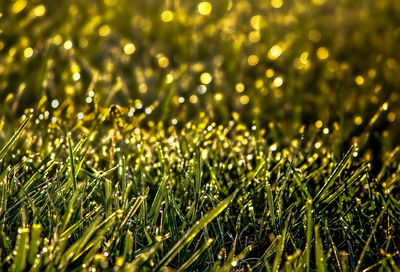 Full frame shot of wet grass on field