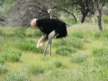 View of a bird on field