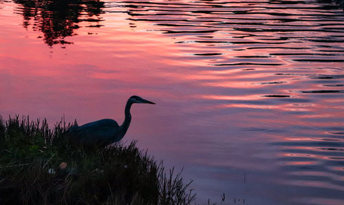 View of bird in lake