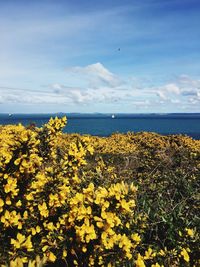 View of yellow flowers in sea against cloudy sky