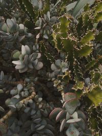 High angle view of succulent plant