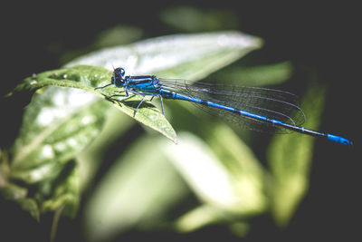 Close-up of dragonfly on leaf