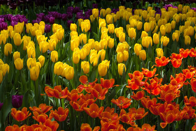 Close-up of yellow tulip flowers