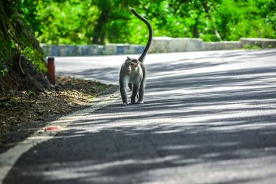 Horse on road