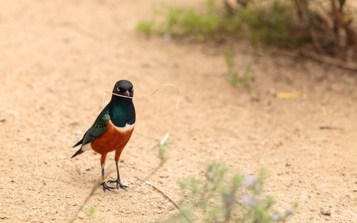 Bird on sand