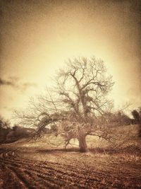 Bare tree against sky during sunset