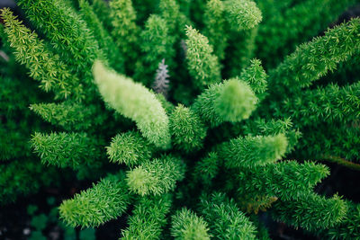 Full frame shot of plants