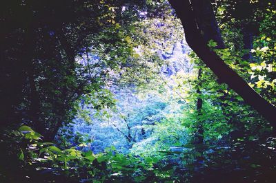 Low angle view of trees in forest