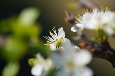 Close-up of white flowering plant