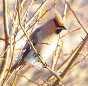 Close-up of bird perching on twig