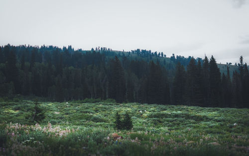 Scenic view of forest against sky