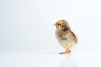 Close-up of a bird against white background