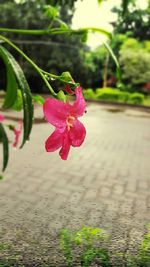 Close-up of wet pink flower
