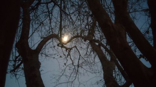 Low angle view of bare trees against sky at night