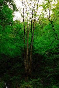 Trees in forest