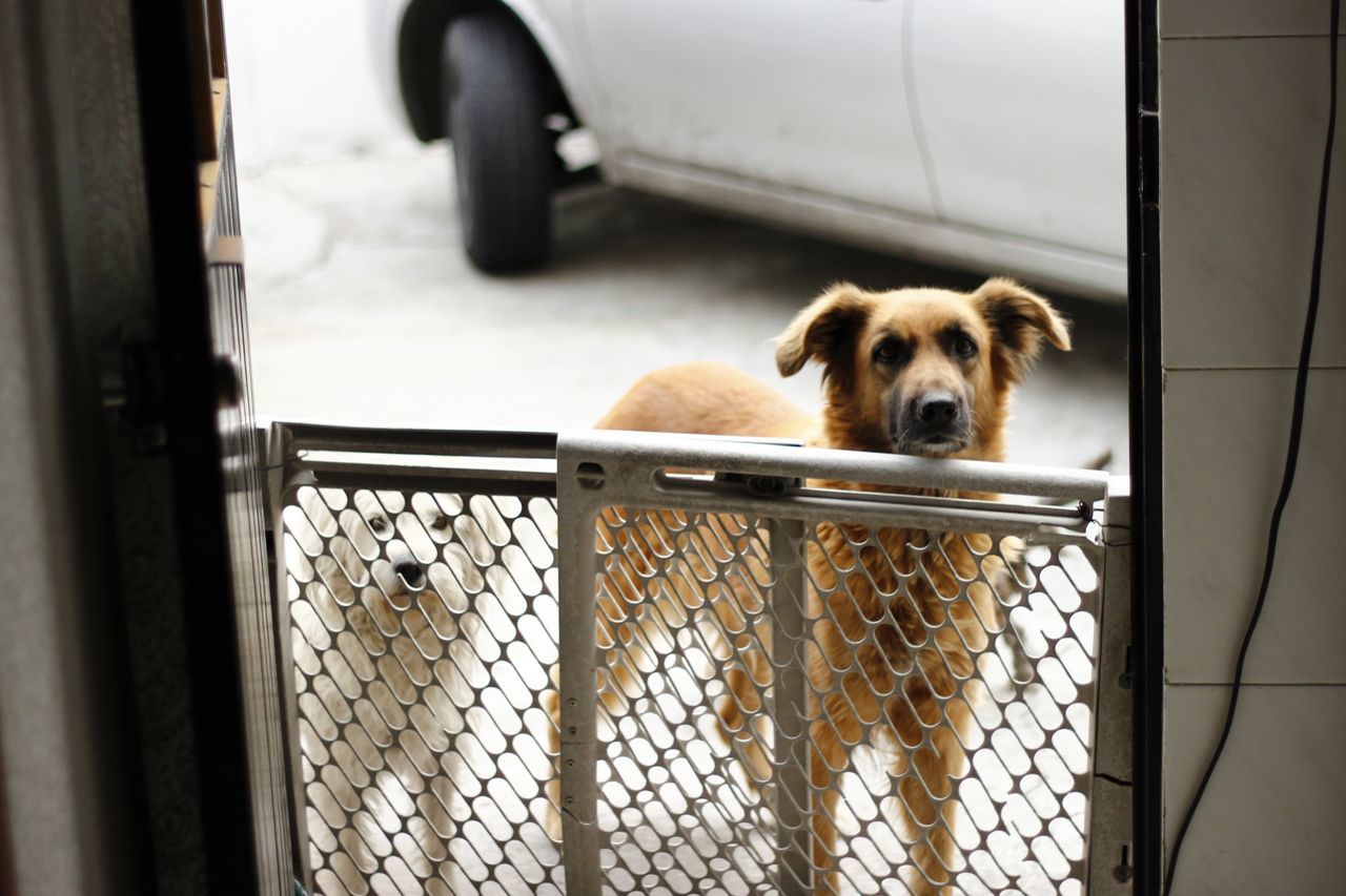 dog, animal themes, domestic animals, pets, mammal, one animal, cage, trapped, no people, day, indoors, portrait, close-up