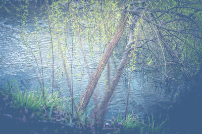 Reflection of trees in water