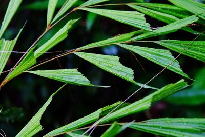 Close-up of green leaves