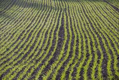 Full frame shot of farm